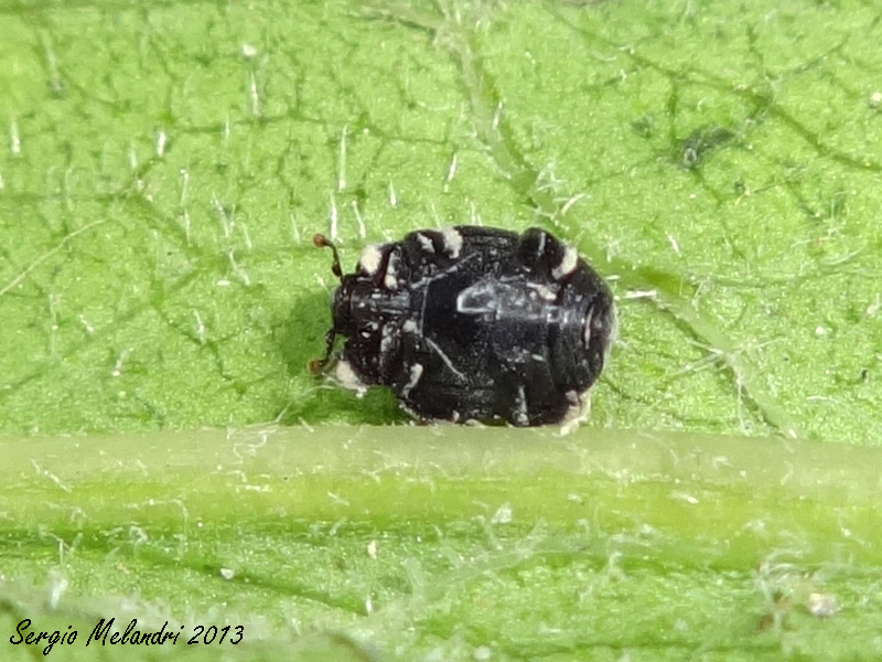 Hysteridae